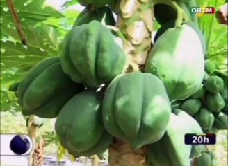 ORTM - Le Premier Ministre Soumeylou Boubeye Maïga à visiter ce matin la Ferme de Amadou Sidibé à Katibougou