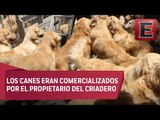 Rescatan a 38 perros de un criadero clandestino en Iztapalapa