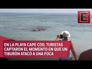 Video: Captan ataque de tiburón blanco a pocos metros de la playa