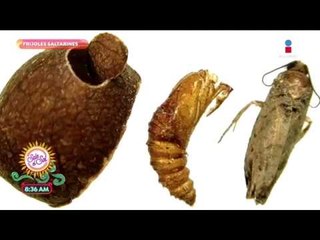 Por si no lo sabías: ¿por qué brincan los frijoles saltarines? | Sale el Sol