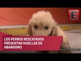 Queda en libertad hombre que tenía 38 perros encerrados