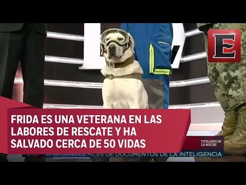 La famosa rescatista Frida visita Excélsior Televisión