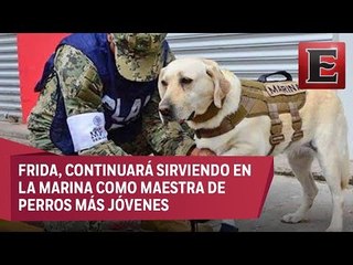 Descargar video: Binomios caninos son vitales en los rescates