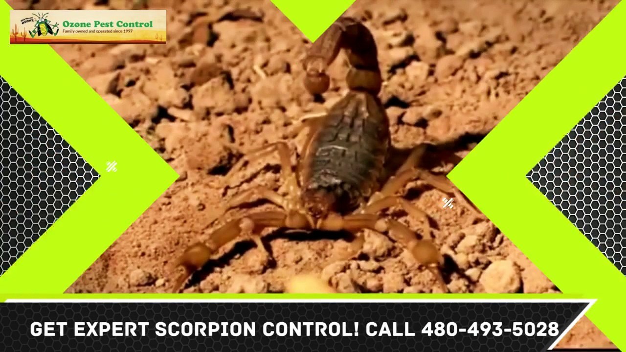 Scorpion Control Chandler Heights AZ Exterminator 480-493-5028 Ozone Pest Control