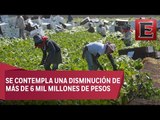 Preocupa recorte de recursos al campo mexicano: Erandi Bermúdez