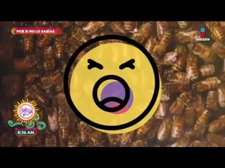 Por si no lo sabías: ¿por qué las cucarachas viven sin cabeza? | Sale el Sol