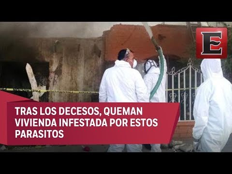 Mueren tres personas en Durango por picadura de garrapatas