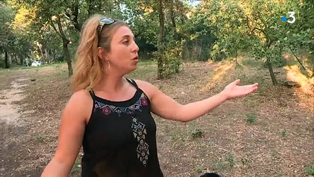 Les chats errants de Marseille opérés et castrés  à TRETS