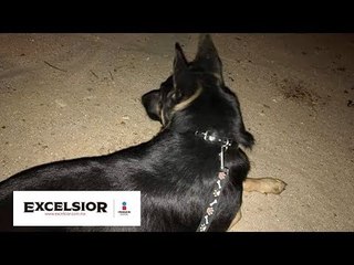 Se vuelve viral y rescatan a pastor alemán de balcón WB
