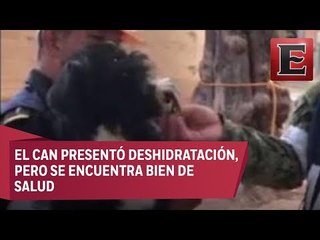 Rescatan a otro perro con vida, ahora de inmueble colapsado en la Del Valle