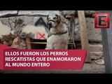 Perros rescatistas, los héroes de cuatro patas / Especial 19S, Los Héroes