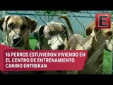 Dan en adopción a mascotas rescatadas en el sismo del 19S