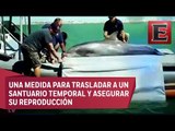 Con delfines entrenados buscan salvar a la vaquita marina en México