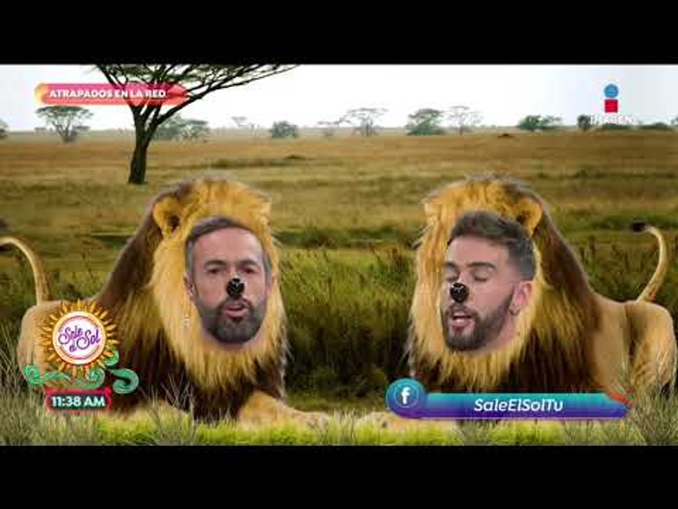 Atrapados en la red: ¡cuando los animales atacan! | Sale el Sol