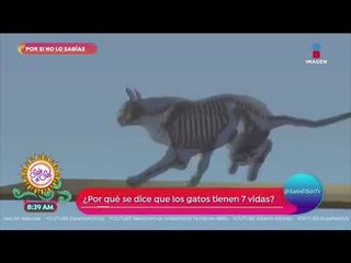 Por si no lo sabías: ¿por qué dicen que los gatos tienen 9 vidas? | Sale el Sol