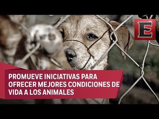 Partido Verde reitera su lucha contra el maltrato animal