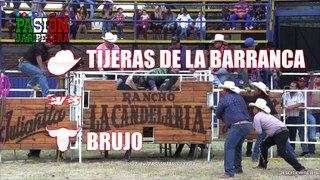 ¡NUEVO TORO NACIDO EN RANCHO LA CANDELARIA! EL SABINO GUANAJUATO 2018