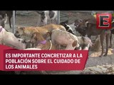 Ciencia UNAM: Riesgo ambiental por abandono de Perros y gatos