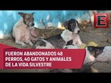 Abandonan albergue con decenas de perros y gatos en Acapulco