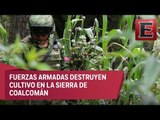 Aumenta en Michoacán la destrucción de plantíos de amapola