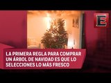 En 30 segundos arde un árbol de Navidad seco, ¡cuidado!