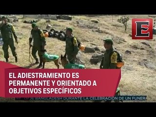 Sedena entrena a 300 perros en búsqueda y salvamento