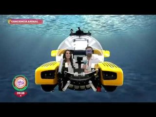 Conciencia animal: ¡te llevamos a conocer la migración más grande del mundo animal! | Sale el Sol