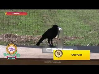 Conciencia Animal: ¡La inteligencia de los cuervos te sorprenderá! | Sale el Sol