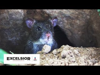 Plaga de ratas cierra plazas en París