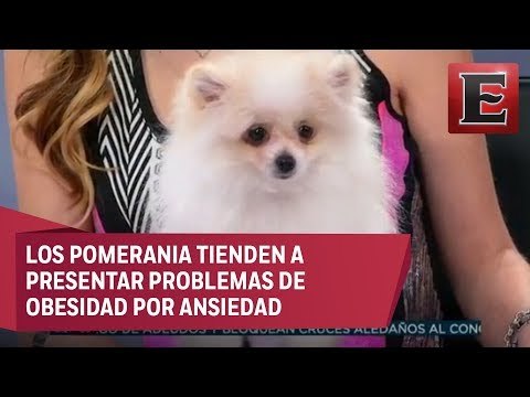 AnimalEs: Cuidados de alimentación para el Pomerania Europeo