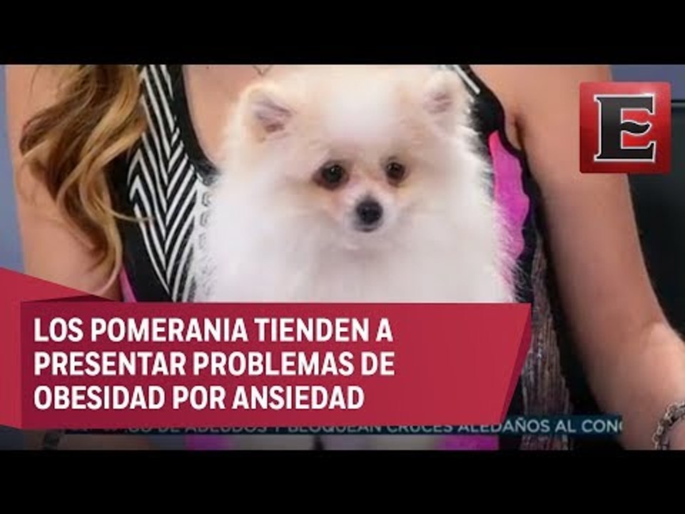 AnimalEs: Cuidados de alimentación para el Pome...