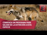 Zoológico de León recibe nueve ejemplares de lobo gris mexicano