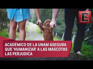 Tratas a las mascotas como personas les perjudica: UNAM