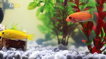 Take Your Vacation To a Deeper Level In This Underwater Villa