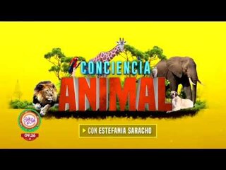 Conciencia animal: El cheeta recorre 10 metros por segundo | Sale el Sol