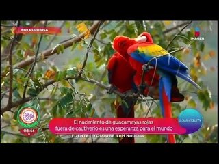 ¡Milagro! ¡Nacieron guacamayas rojas fuera de cautiverio! | Sale el Sol