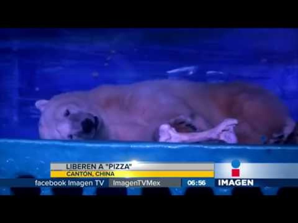 Pizza, el oso polar más triste del mundo