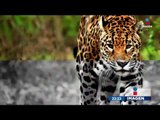 Matan a jaguar por creer que se comió a sus carneros | Noticias con Ciro Gómez Leyva
