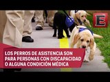 Perros guía o de asistencia podrán acceder a cualquier espacio público