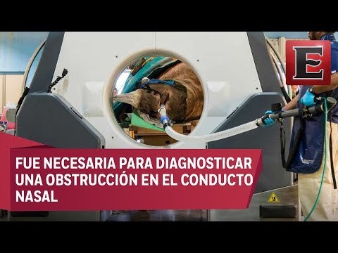 Rinoceronte en Chicago es sometido a una tomografía