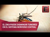 Virus del Zika puede ser usado para combatir tumores cerebrales en niños