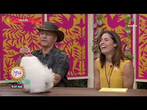 ¡Te decimos cómo hacer que tu perro haga diferentes trucos! | Sale el Sol