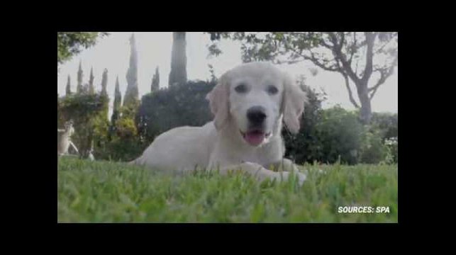 7 questions à se poser avant d'adopter un animal ?