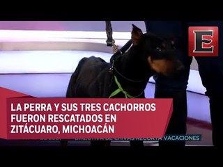 Animal...Es: Rescate de animales maltratados