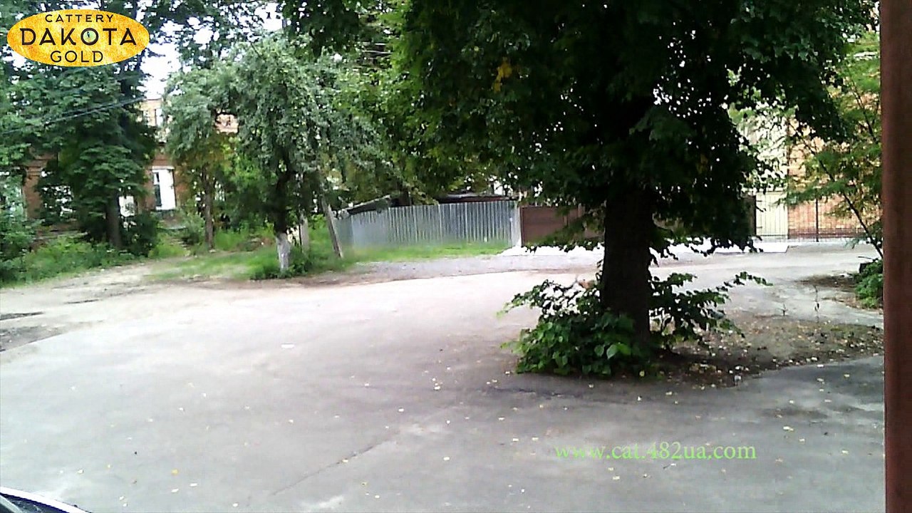 Утро, двор, собака, палка...