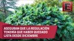 Congreso Latinoamericano de Cannabis insiste en fijar postura de los candidatos presidenciales
