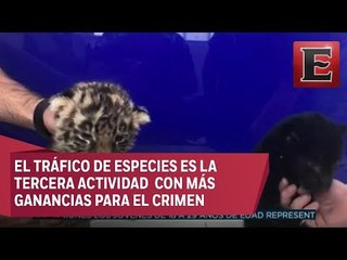 Policía Federal combate el tráfico de animales