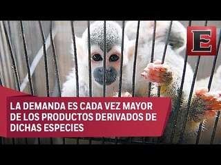 El tráfico de animales, la tercera actividad ilícita más redituable a nivel mundial
