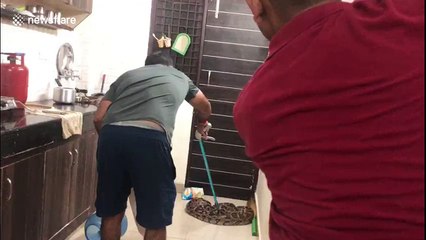 10ft long python caught in kitchen in India