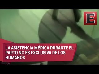 Chimpancés asisten a hembra en labor de parto